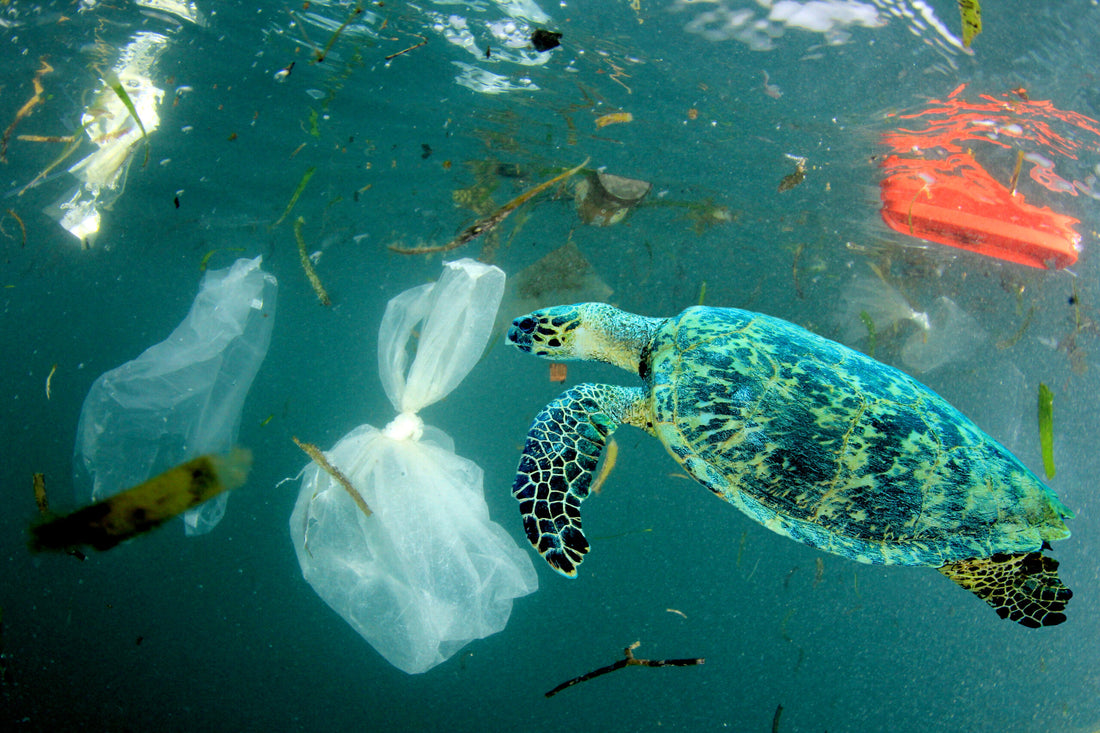 Plastic pollution in ocean environmental problem. Turtles can ea